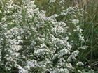 Field aster in full bloom.