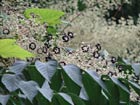 The invasive Japanese angelica tree is becoming widely established in New Jersey.