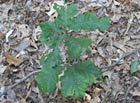 The first of many - a new oak seedling sprouts inside a deer exclosure.