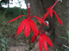 Brilliant red cardinal flowers along Canoe Brook in Millburn Township