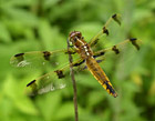 Painted skimmer. Photo courtesy of Allen Barlow